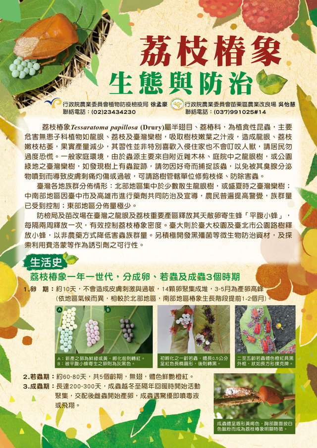 荔枝椿象防治1