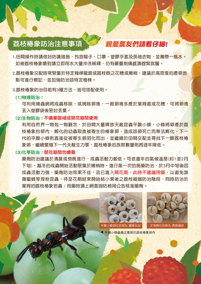 荔枝椿象防治2
