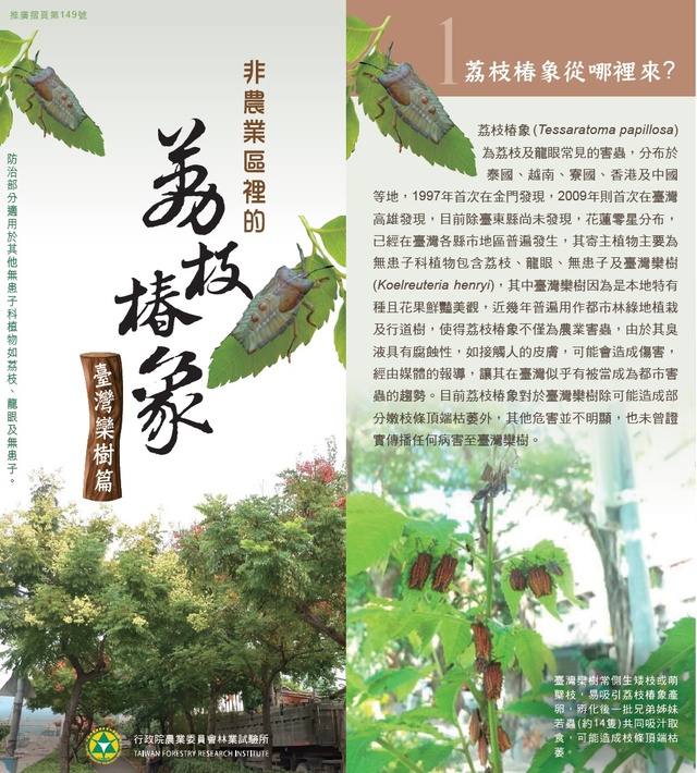 荔枝椿象防治-台灣欒樹篇1