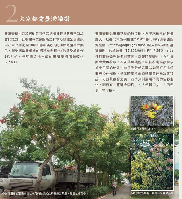 荔枝椿象防治-台灣欒樹篇2