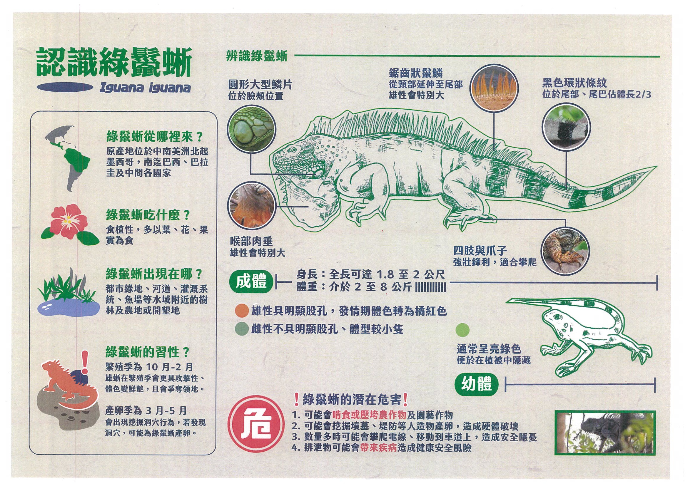 綠鬣蜥防治宣導摺頁                                                                                                                                                                                                                                             