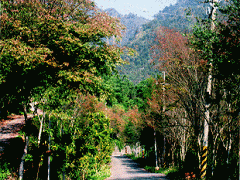初春榆樹林道