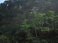 大石峽谷-原始林