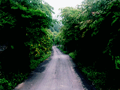 茂密榆樹林道