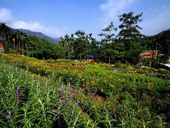 薰衣草及其它花草