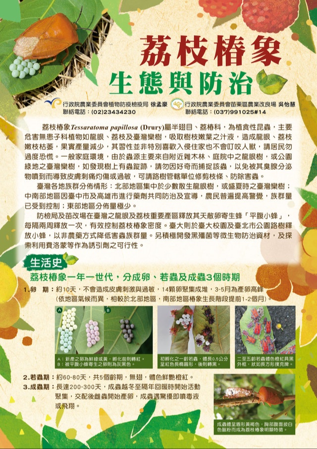 荔枝椿象1