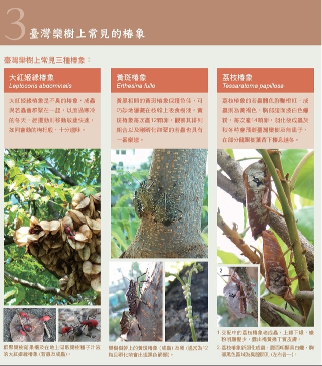 荔枝椿象5