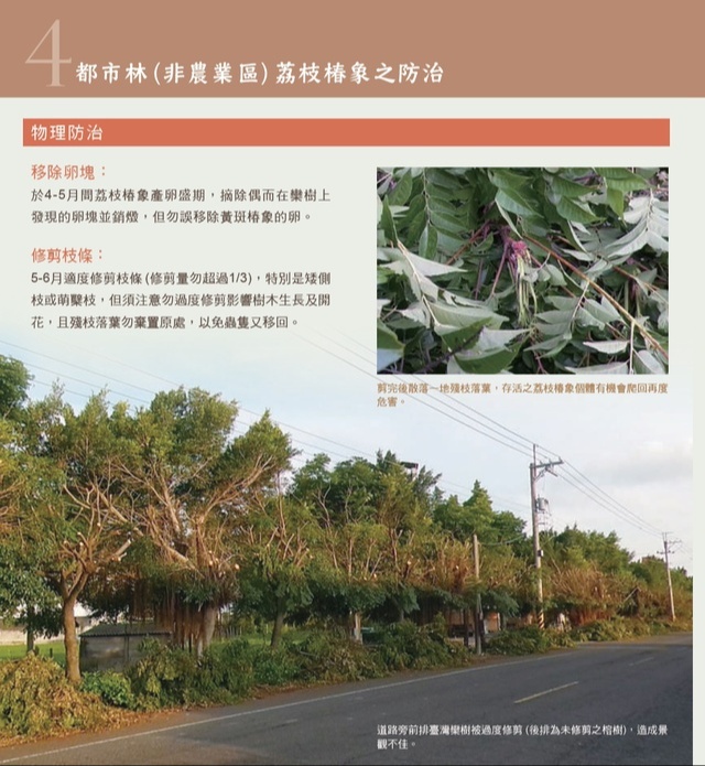 荔枝椿象6
