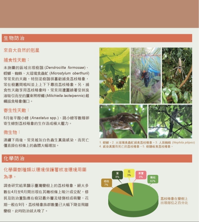 荔枝椿象7