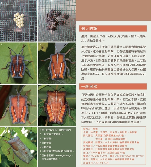 荔枝椿象8